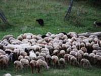 cane paratore/toccatore al lavoro con le pecore